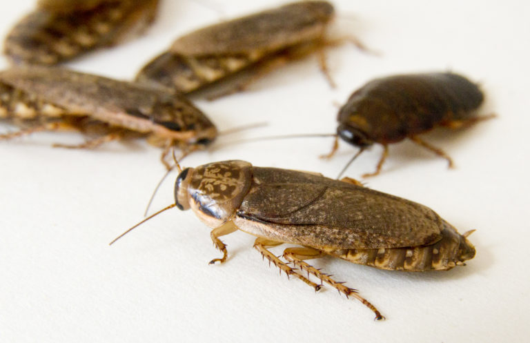 Cockroach Breeding Training - Your Insect Breeding Learning Centre