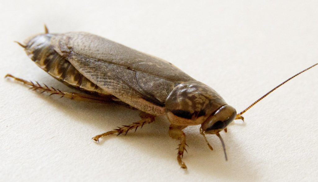 Cockroach Breeding Your Insect Breeding Learning Centre