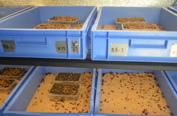 Managing Mealworms - Your Insect Breeding Learning Centre