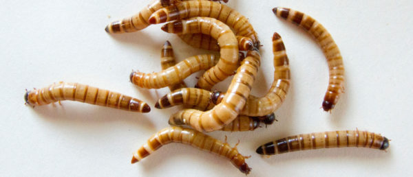 download mealworms