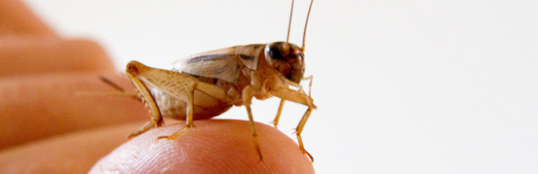 Crickets Lesson 1 Your Insect Breeding Learning Centre 