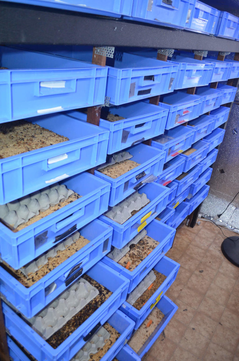 Designing a Mealworm Farm Your Insect Breeding Learning Centre