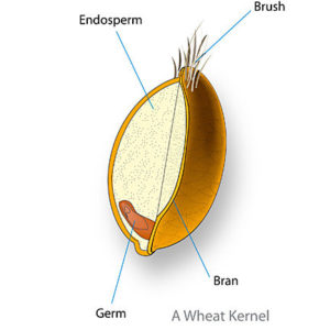 Mealworm Substrate - Your Insect Breeding Learning Centre