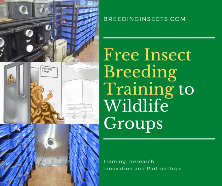 Mealworm Breeding Your Insect Breeding Learning Centre